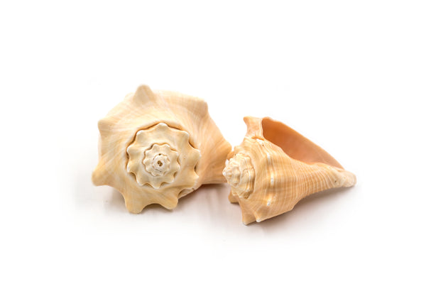 Beige Heavy Conch Shell